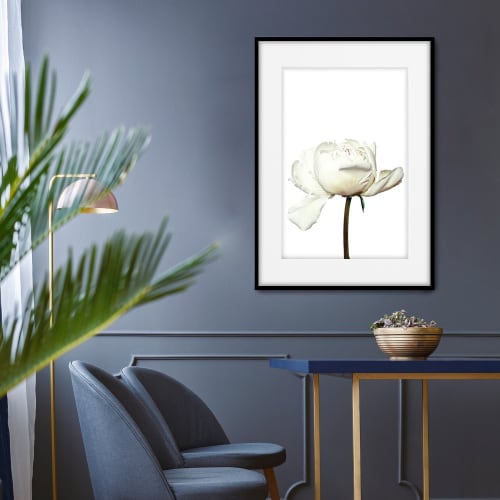 Póster con marco negro - Peonía Blanca - 50x70 FLORES | Maisons du Monde