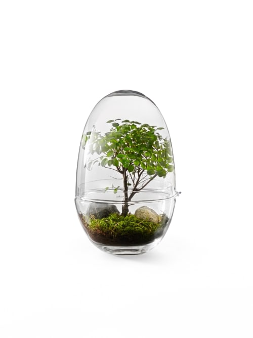 Jardin Plantes d'intérieur et fleurs d'intérieur | Mini-serre Grow Verre fait à la main transparent XL - IE34120