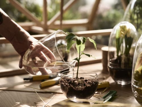 Jardin Plantes d'intérieur et fleurs d'intérieur | Mini-serre Grow Verre fait à la main transparent XL - IE34120