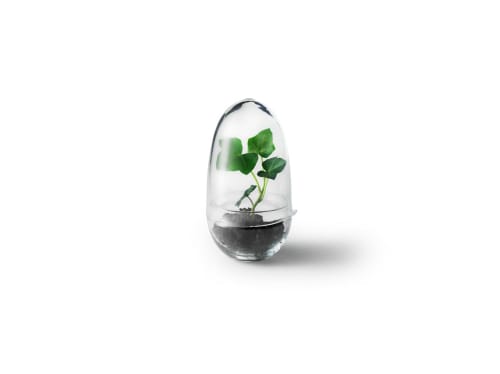 Jardin Plantes d'intérieur et fleurs d'intérieur | Mini-serre Grow Verre soufflé transparent S - AN61740