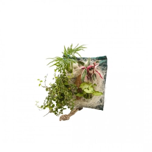 Jardin Plantes d'intérieur et fleurs d'intérieur | Poche recharge plantes vivantes pour cadre végétal wallflower 31 x 31 - MT17756