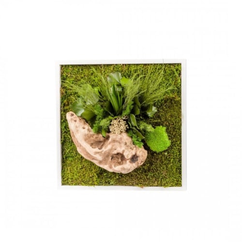 Jardin Plantes d'intérieur et fleurs d'intérieur | Tableau végétal stabilisé nature carré 35 x 35 cm - SB95804