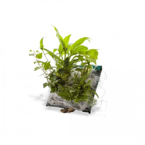 Jardin Plantes d'intérieur et fleurs d'intérieur | Poche recharge plantes vivantes pour cadre végétal wallflower 31 x 31 - LF48326