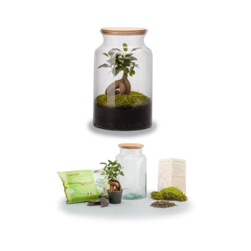 Jardin Plantes d'intérieur et fleurs d'intérieur | Kit terrarium plantes jungle ginseng - VU16051