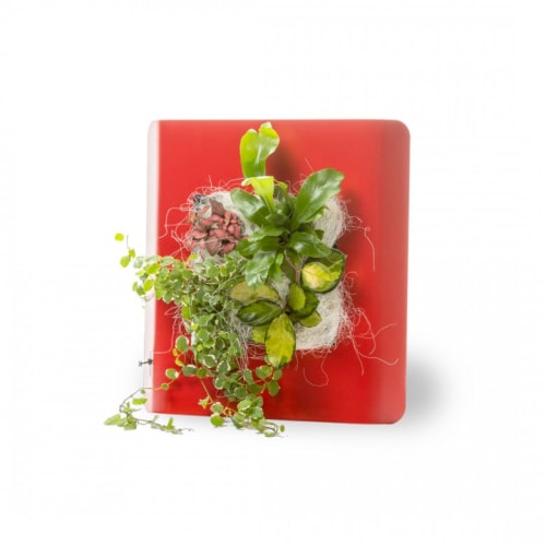 Jardin Plantes d'intérieur et fleurs d'intérieur | Tableau végétalisé S métal édition rouge 34x32cm - KF57763