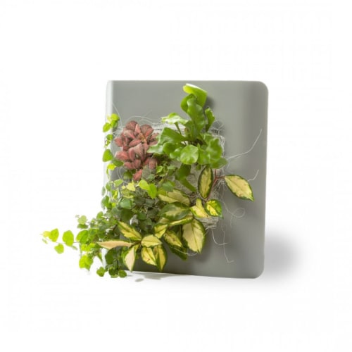 Jardin Plantes d'intérieur et fleurs d'intérieur | Tableau végétalisé S métal édition gris 34x32cm - TH83147
