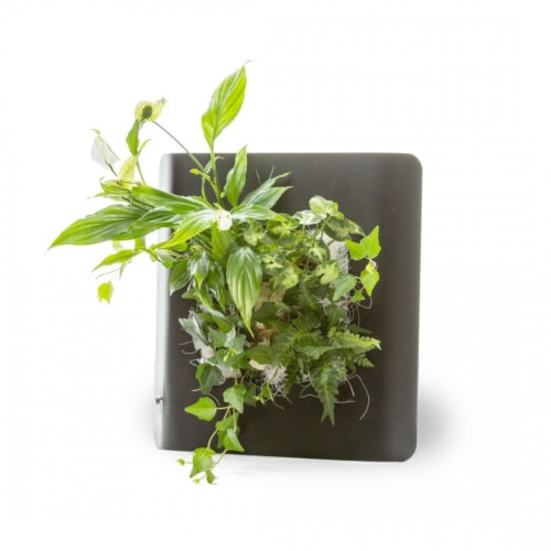 Jardin Plantes d'intérieur et fleurs d'intérieur | Tableau végétalisé S métal édition noir 34x32cm - DX52306