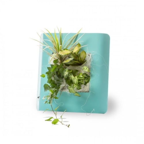 Jardin Plantes d'intérieur et fleurs d'intérieur | Tableau végétalisé S métal édition bleu pastel 34x32cm - QM32606