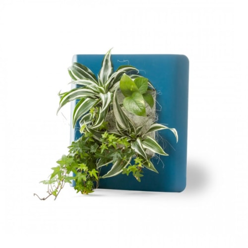 Jardin Plantes d'intérieur et fleurs d'intérieur | Tableau végétalisé S métal édition bleu 34x32cm - QL37801