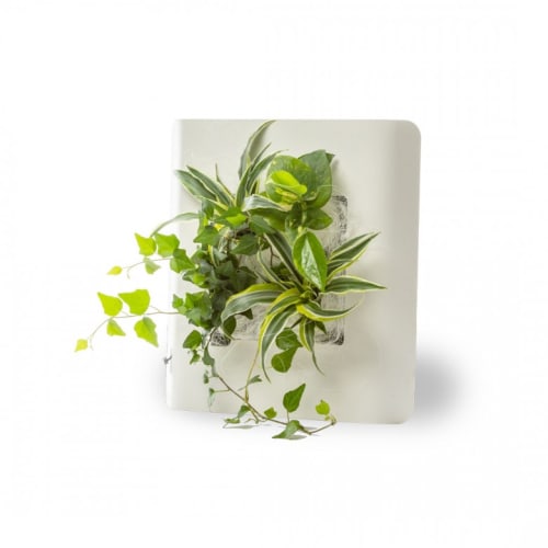 Jardin Plantes d'intérieur et fleurs d'intérieur | Tableau végétalisé S métal édition blanc 34x32cm - LN39360