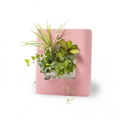 Jardin Plantes d'intérieur et fleurs d'intérieur | Tableau végétalisé S métal édition rose pastel 34x32cm - DH65747