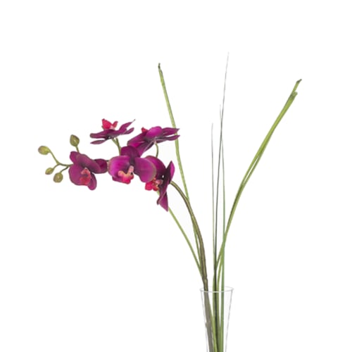 Orchidea illusione d'acqua