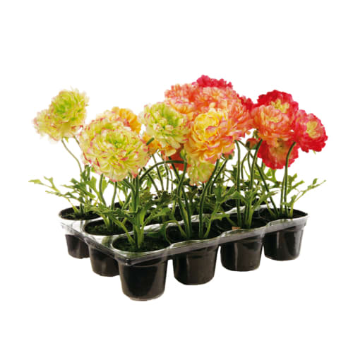Déco Fleurs artificielles et bouquets | Set de 12 Renoncules - UU24125