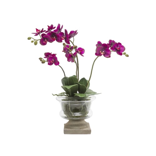 Coppa per orchidee H58 MARYLIN
