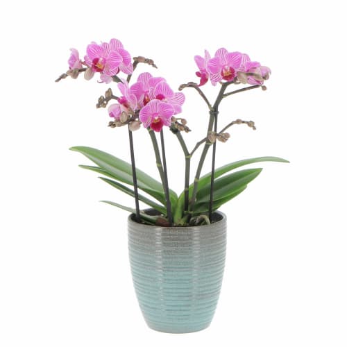 Orchidea artificiale fucsia con vaso decorazione natalizia per interno –