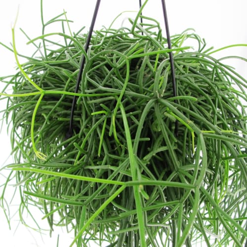 Rhipsalis Baccifera Oasis Piante Pendenti Vere da Interno Vaso Ø 17 cm