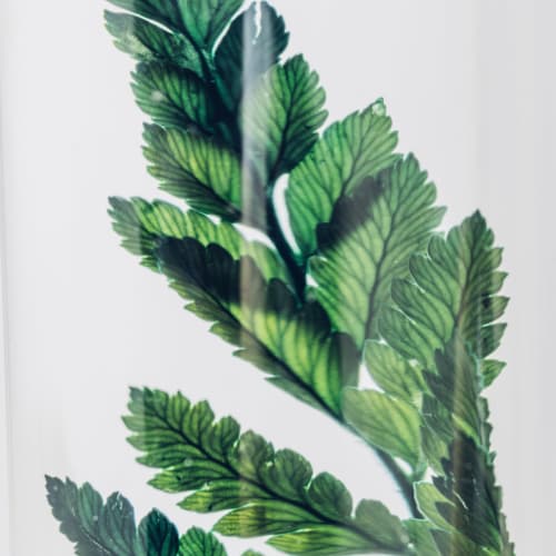 L'Herbarium de Théophile – Ruscus vert – Plante immergée
