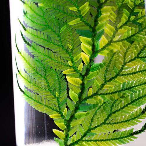 L'Herbarium de Théophile – Fougère Cuir verte – plante immergée