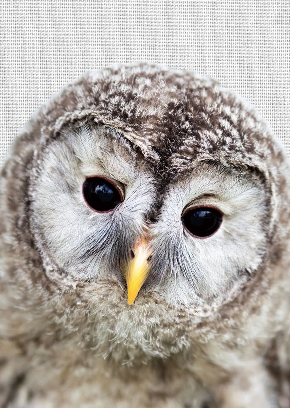 Tableau métal chouette 32x45