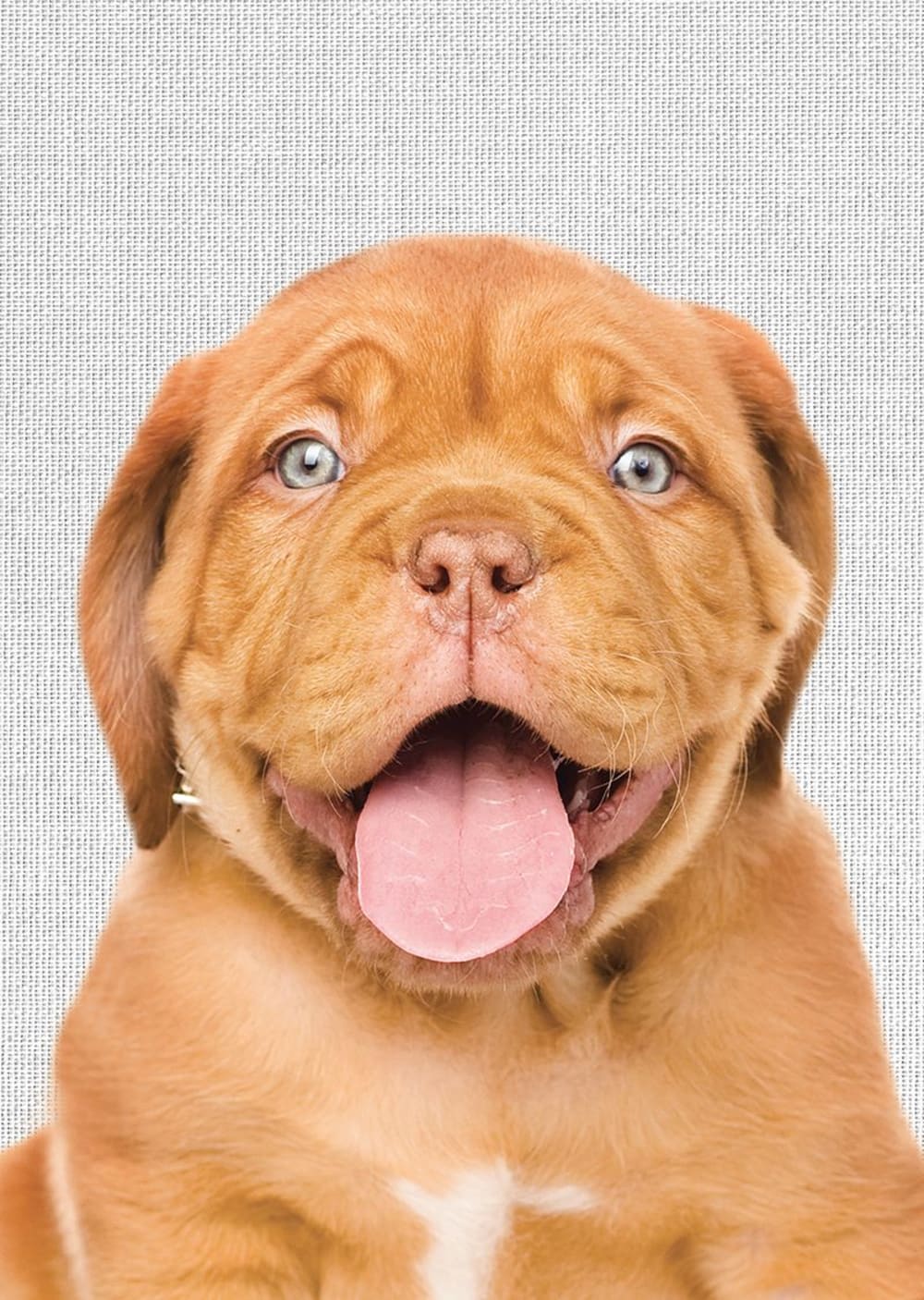 Tableau métal chien 32x45