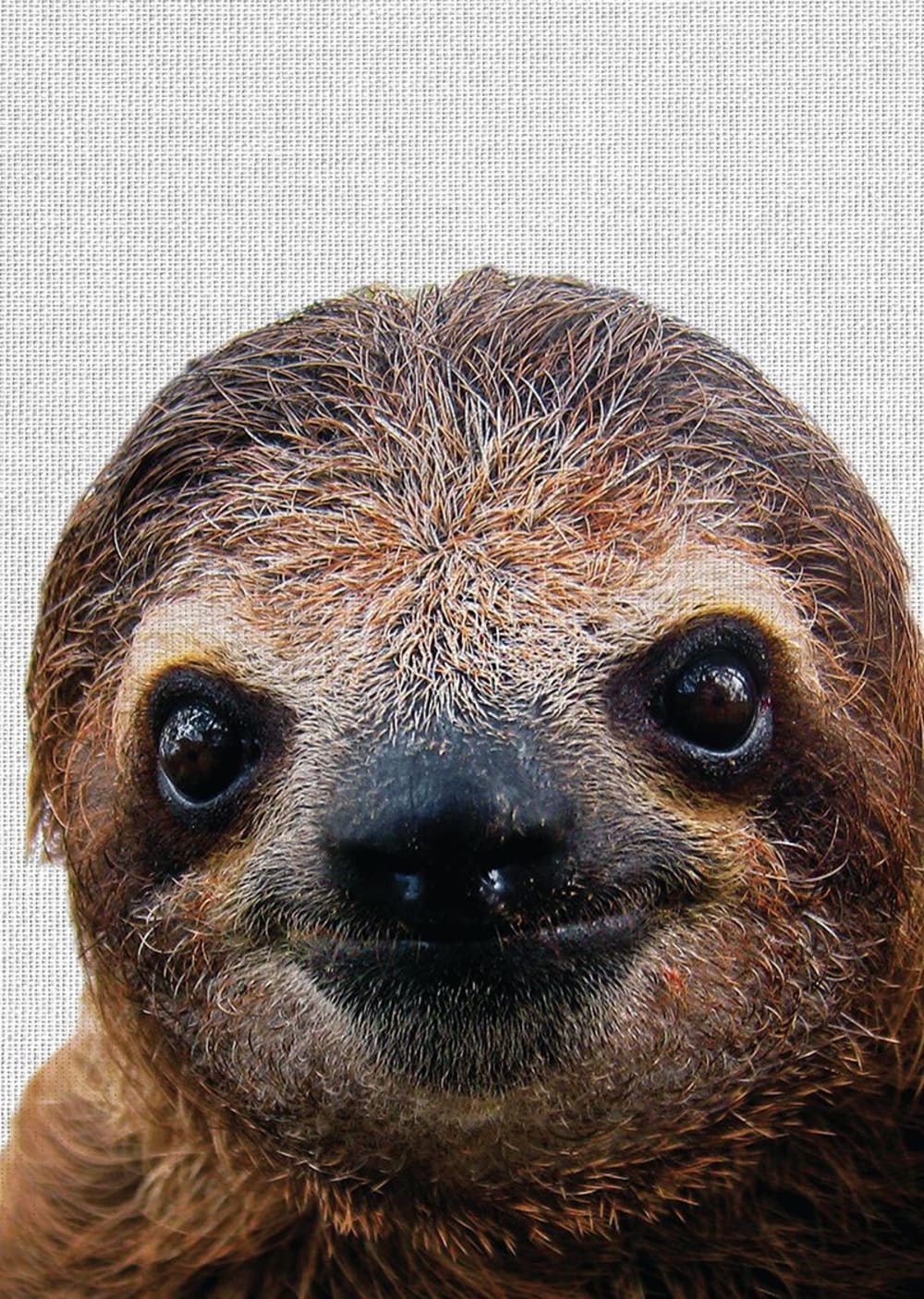 Tableau métal paresseux 32x45