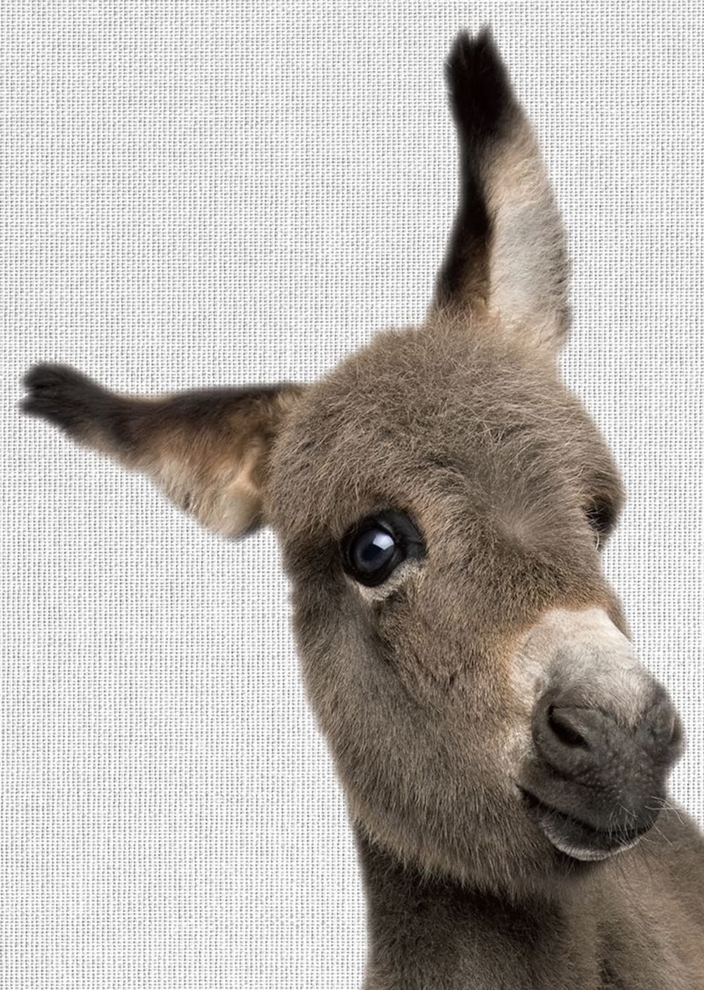 Tableau métal âne 32x45