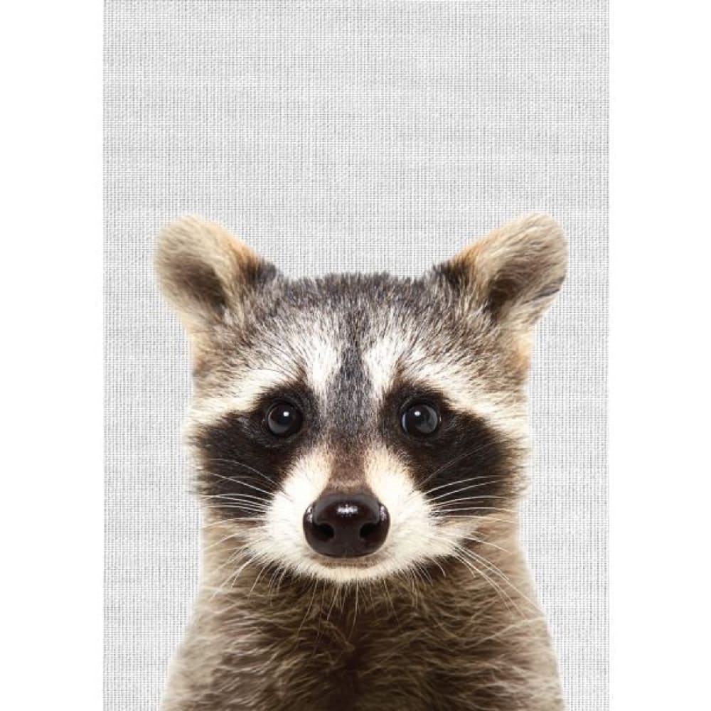 Tableau métal raton-laveur 32x45