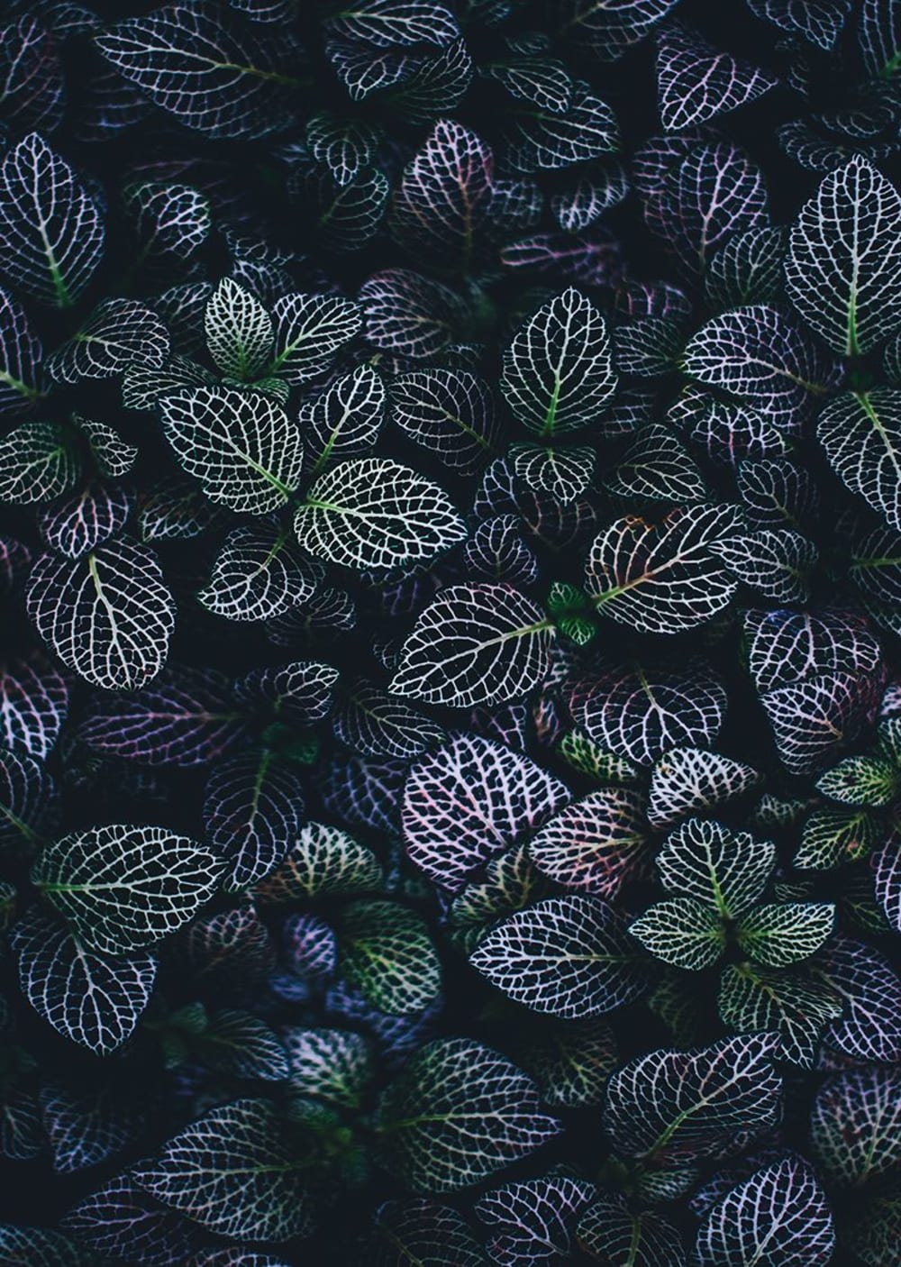 Tableau métal feuilles 32x45