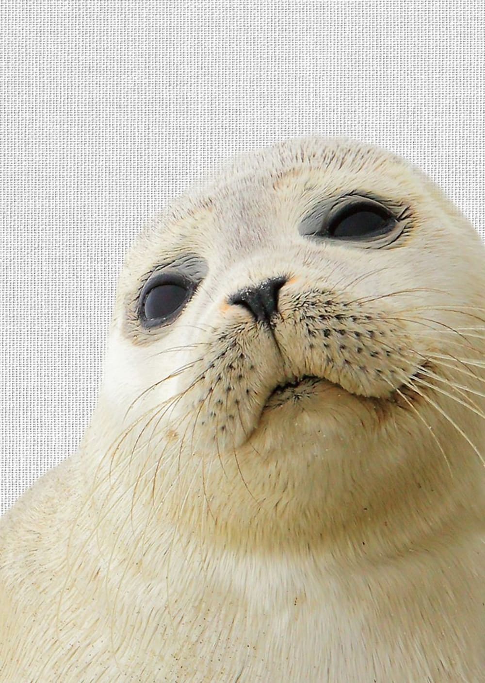 Tableau métal phoque 32x45