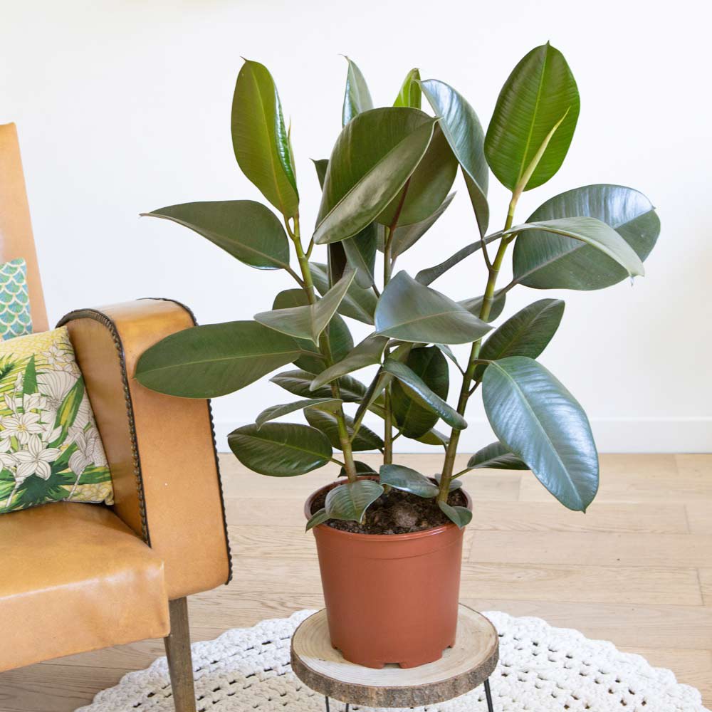 Ficus Caoutchouc 3 branches sans cache-pot Ficus Caoutchouc 3 branches sans cache-pot