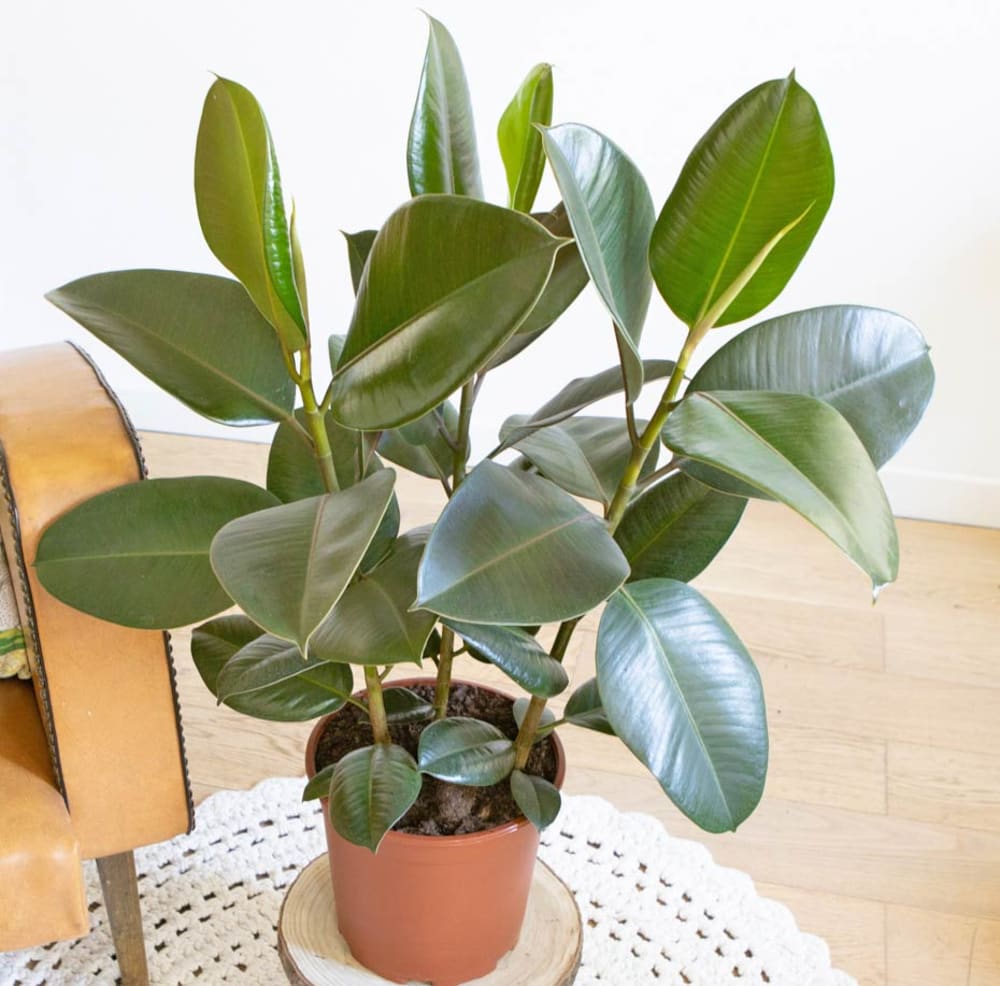 Ficus Caoutchouc 3 branches sans cache-pot - Maisons du Monde
