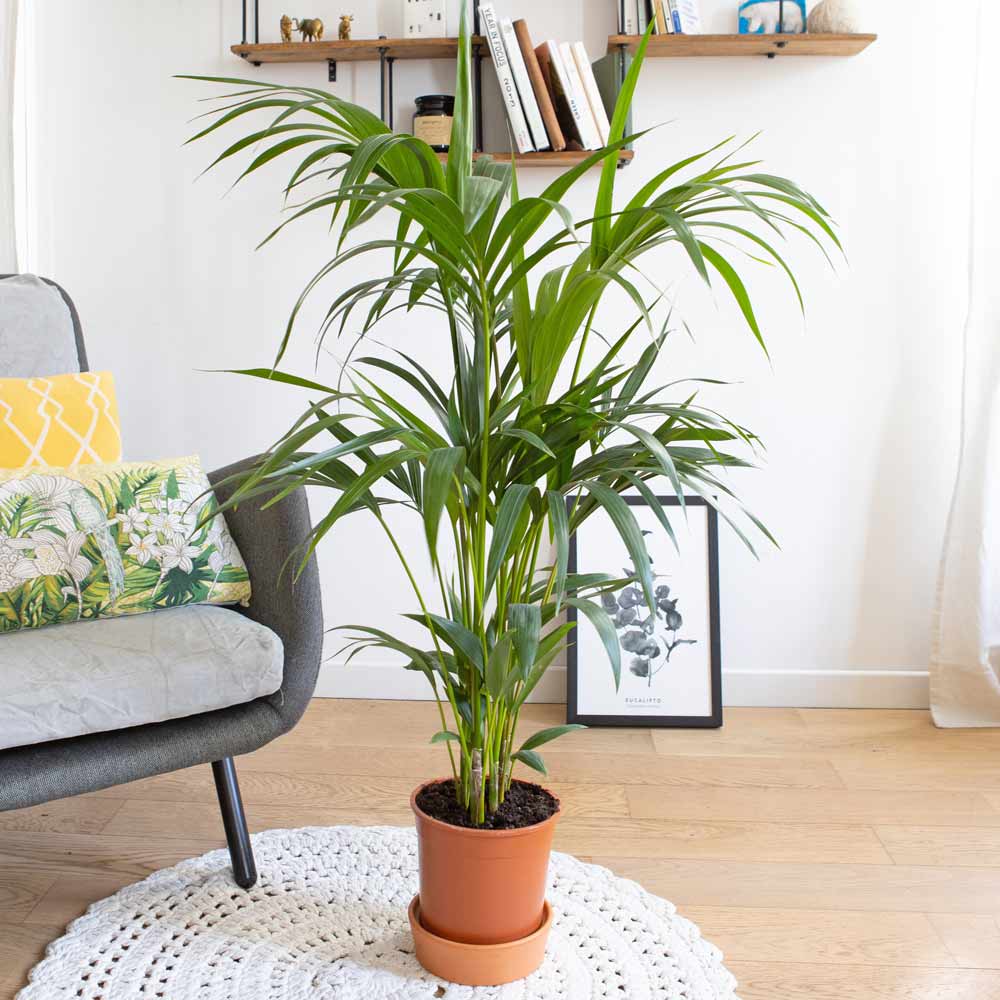 Palmier d'intérieur sans cache-pot - Maisons du Monde