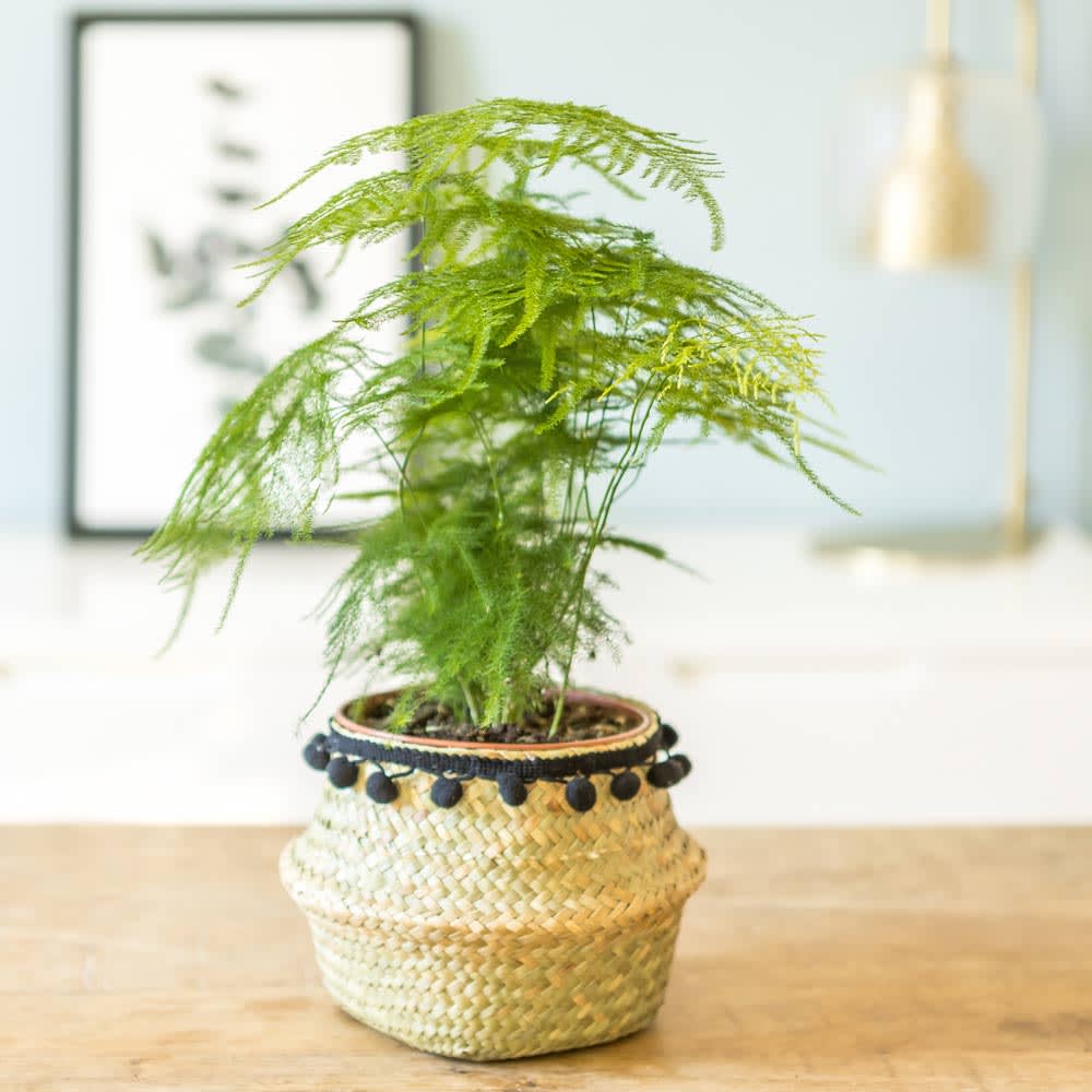Réconciliation Végétale Aspargus plante d'intérieur résistante avec cache-pot Vert Fibres Naturelles