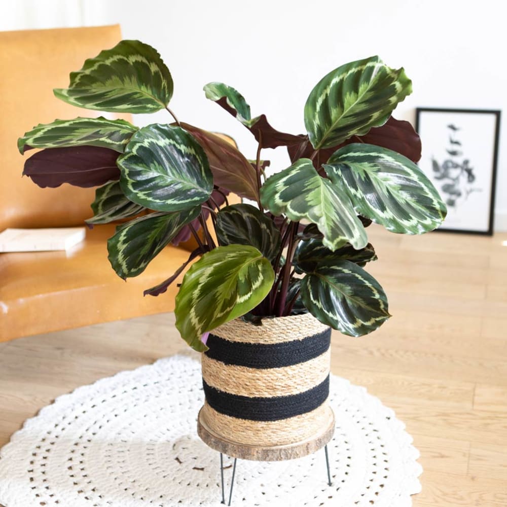 Plante d'intérieur tropicale