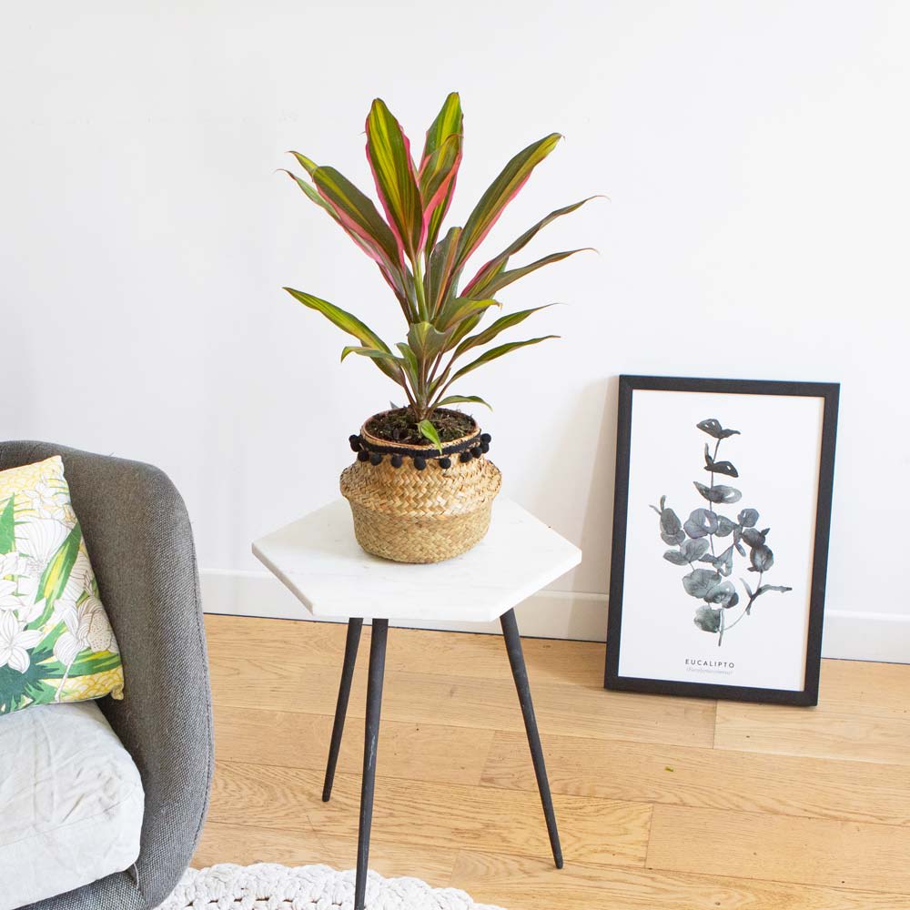 Cordyline plante d'intérieur remarquable avec cache-pot Cordyline plante d'intérieur remarquable avec cache-pot