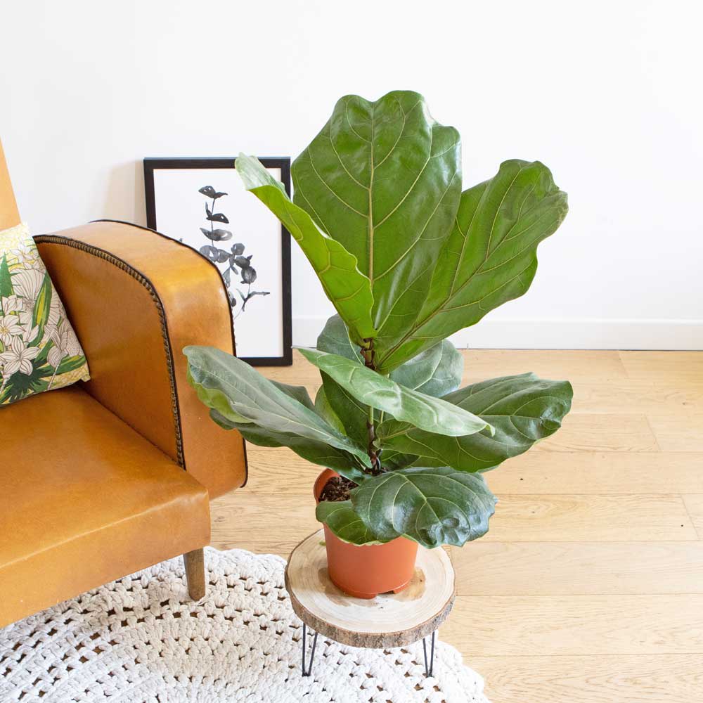 Réconciliation Végétale Ficus Lyrata facile d'entretien sans cache-pot style inspirations d'ailleurs Vert Fibres Naturelles