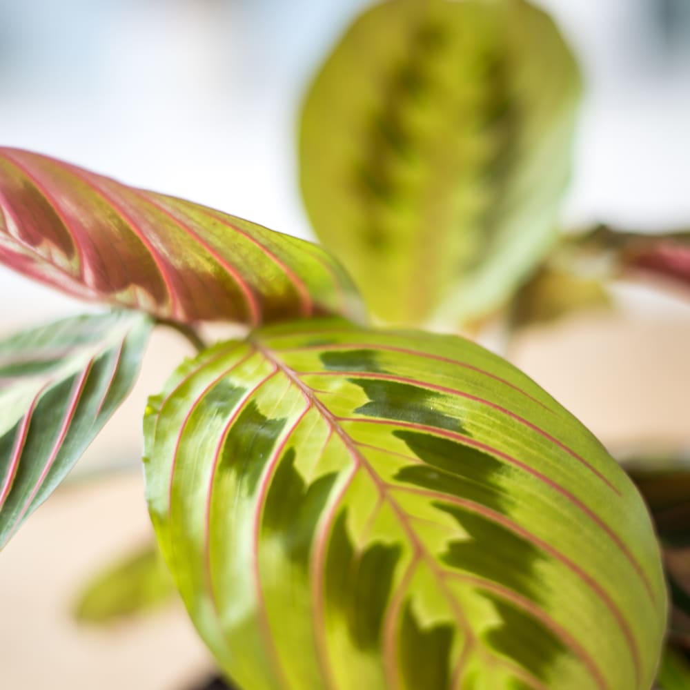 Plante prière sans cache-pot - Maisons du Monde