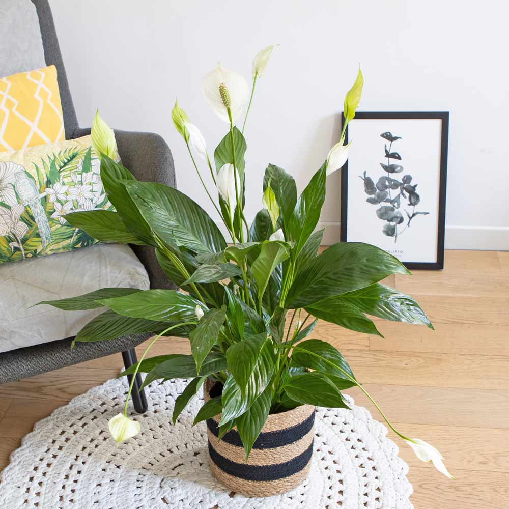 Plante fleur de lune