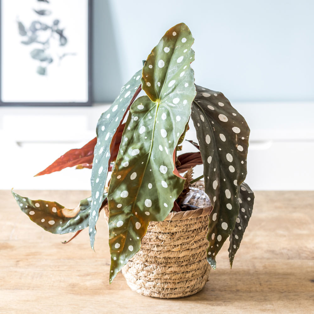 Bégonia plante d'intérieur sans cache-pot — vue 3