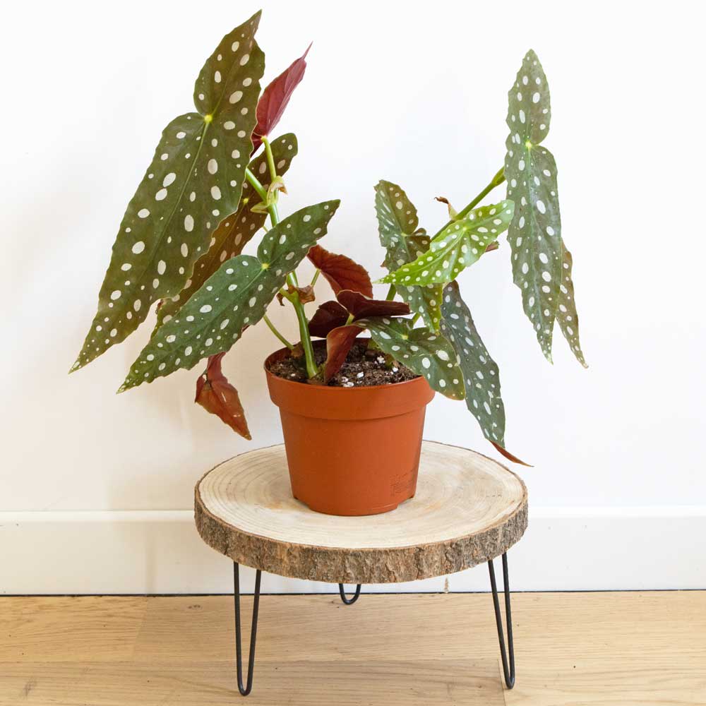 Bégonia plante d'intérieur sans cache-pot — vue 4