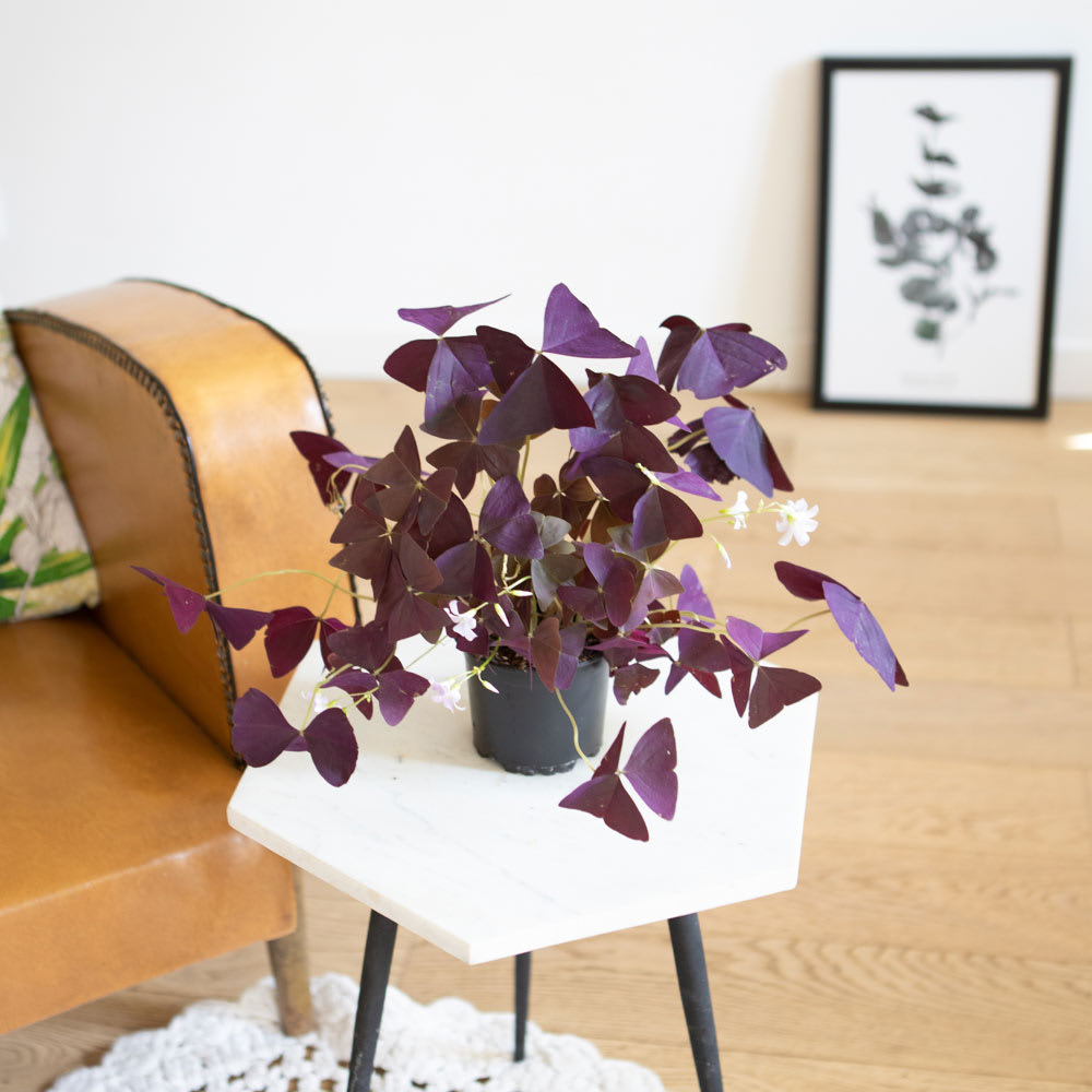 Réconciliation Végétale Oxalis plante d'intérieur sans cache-pot style inspirations d'ailleurs Violet Fibres Naturelles
