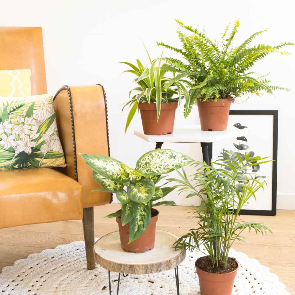 Réconciliation Végétale Lot de 4 plantes dépolluantes sans cache-pot style inspirations d'ailleurs Vert Fibres Naturelles