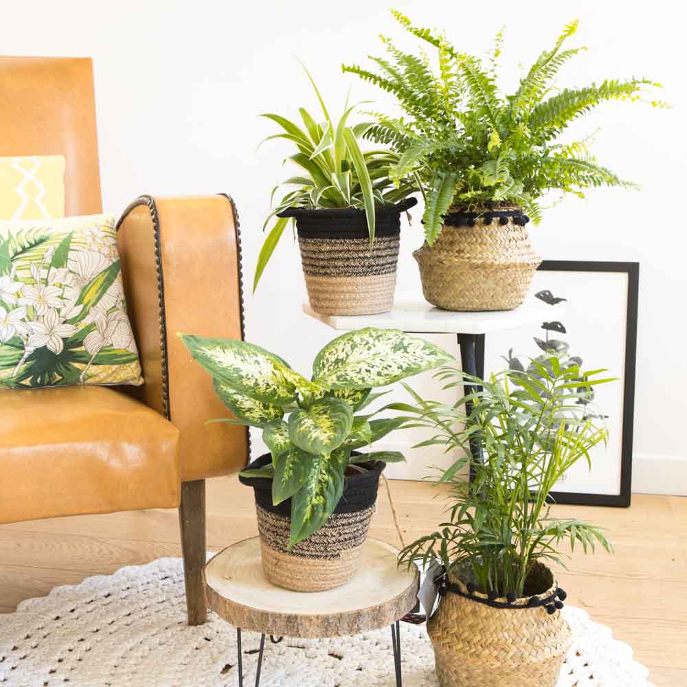 Lot de 4 plantes dépolluantes sans cache-pot - Maisons du Monde