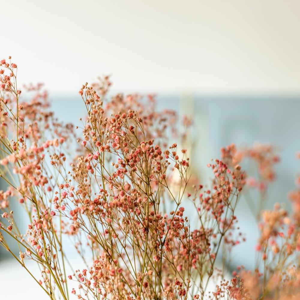 Botte de fleurs séchées Gypsophile rose 100g - Maisons du Monde