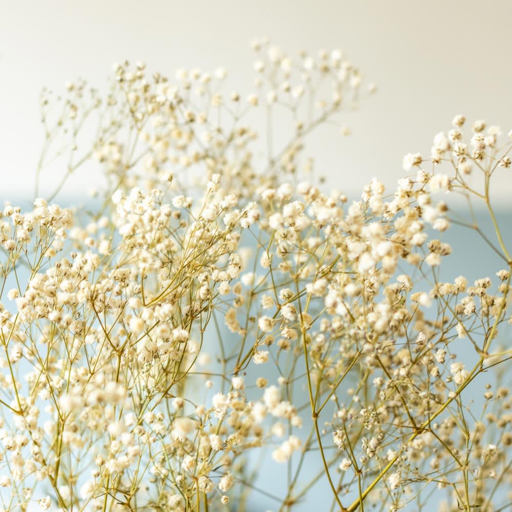 Botte de fleurs séchées Gypsophile blanc environ 100g - Maisons du Monde
