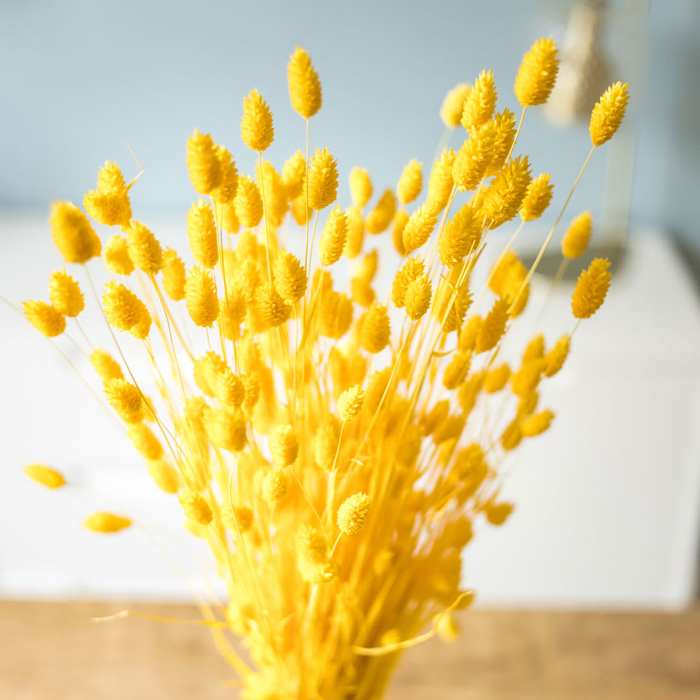 Botte de fleurs séchées Phalaris jaune - Maisons du Monde