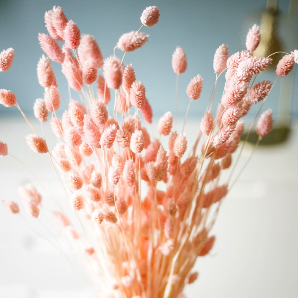 Botte de fleurs séchées Phalaris rose - Maisons du Monde