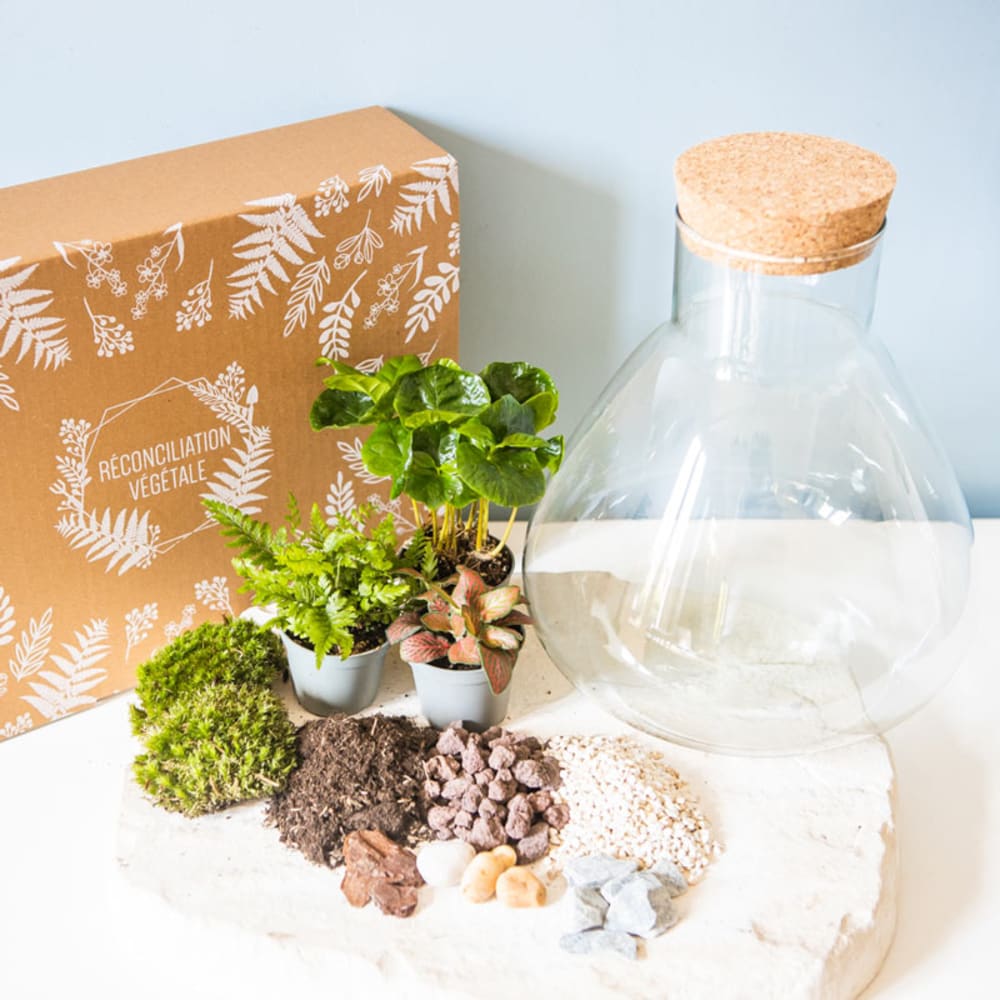 Kit pour terrarium 3 - plantes