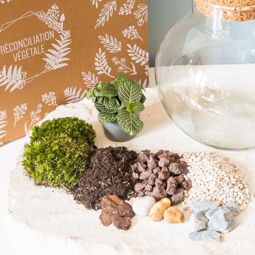 Kit pour terrarium 1 fittonia vert - Maisons du Monde