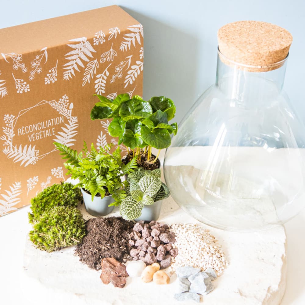 Kit pour terrarium 3 - plantes